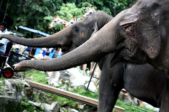 Fitur-Fitur Menarik yang Ada di Slot African Elephant